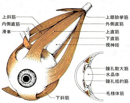 gaigankin